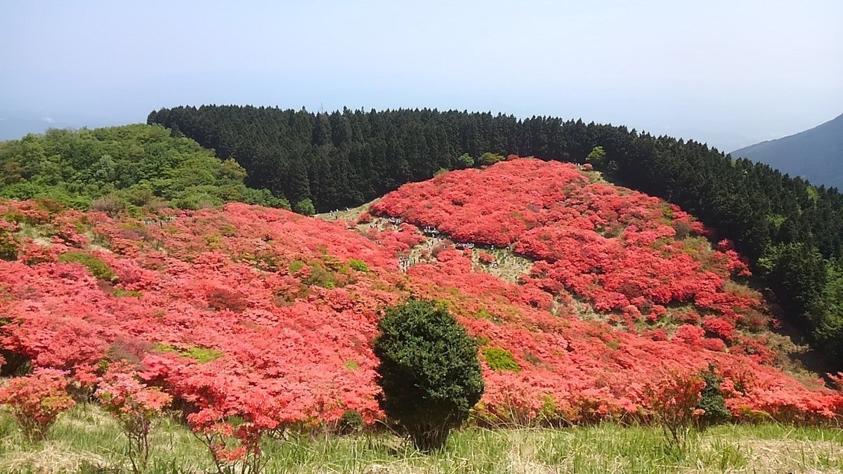 葛城山のつつじがあるとき