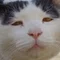 猫島警部