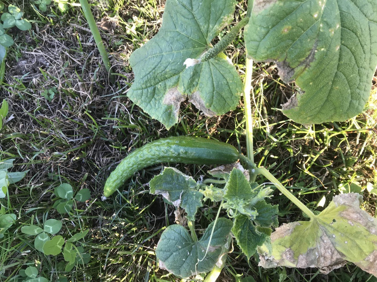 きゅうり 屋上の土の深さ5cmくらいのところから生えてきたきゅうり 熟れ過ぎたか 虫食いきゅうりをポイポイ捨てたところから出てきたようだ ついに季節外れの実が出来ました 今度こそ今年最後のきゅうり まーじゅさん Note