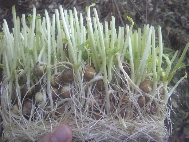 再生野菜 豆苗 Na Nashi Note 再生野菜 豆苗 Na Nashi Note