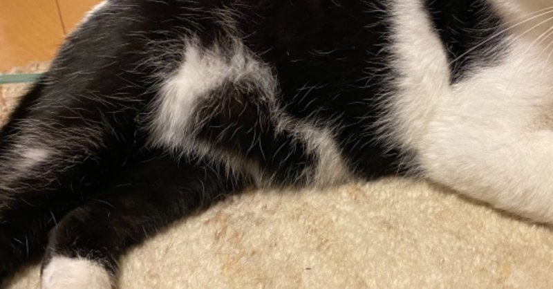 お腹にハート なウチの猫 読む猫 Note