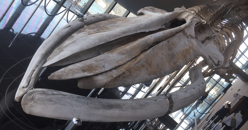 海響館のシロナガスクジラ骨格 めぐるみゅ Note