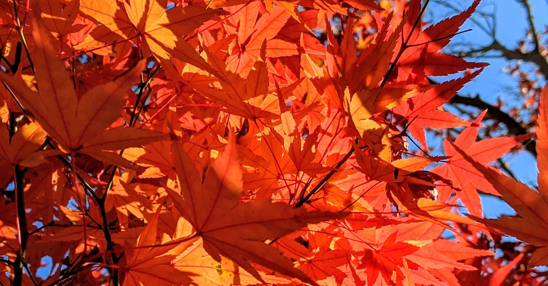 Googleフォトで紅葉写真を いい感じ にする R 9 Note