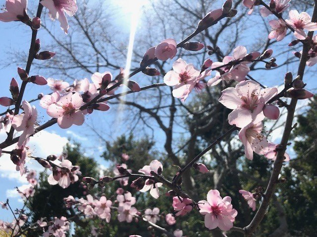 キレイ　桜　あ