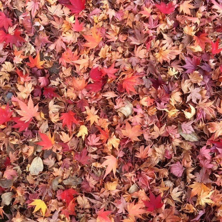 色とりどりの紅葉の絨毯。