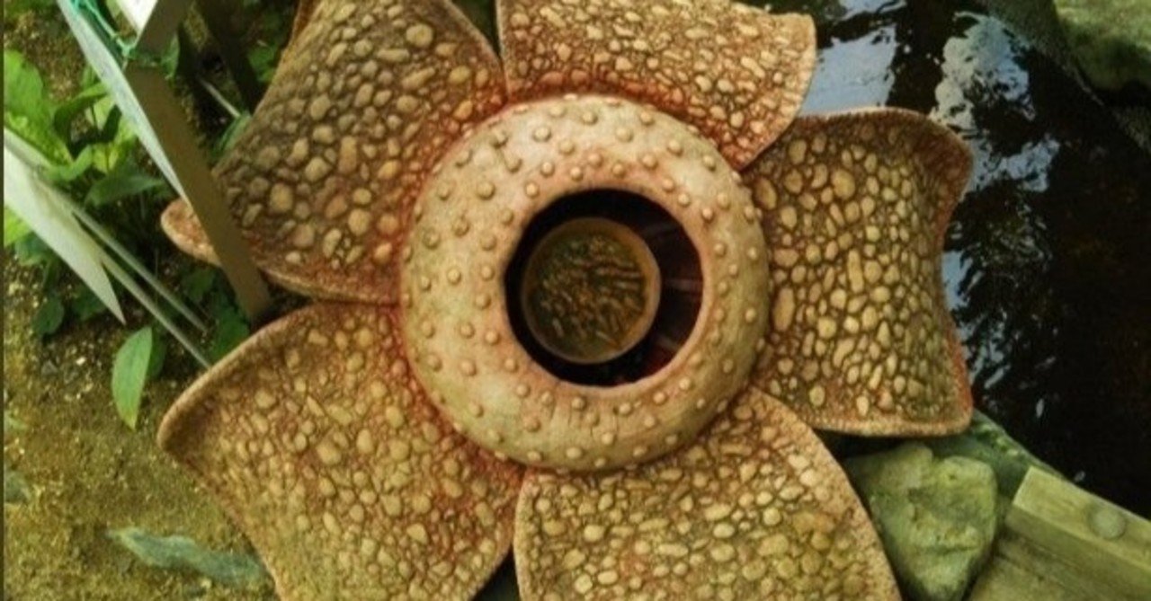 ラフレシア科 の新着タグ記事一覧 Note つくる つながる とどける