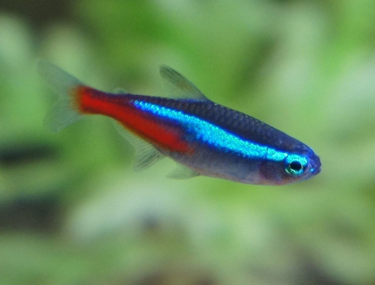 綺麗な熱帯魚をゆるく紹介する けいりーはみるとんの定理 Note 綺麗な熱帯魚をゆるく紹介する けいりーはみるとんの定理 Note