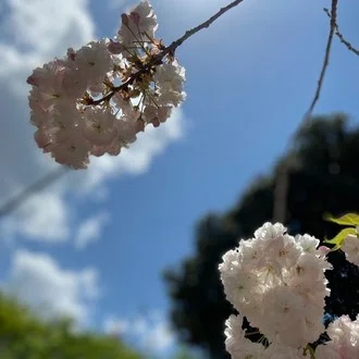 アルメロ