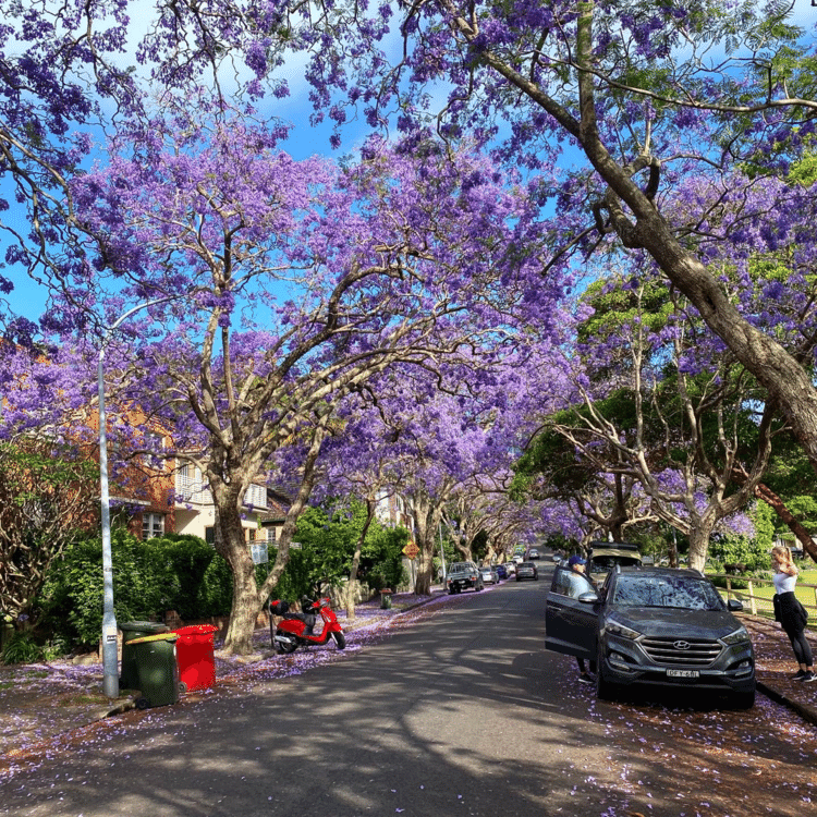 さて、ジャカランダの花がいよいよクライマックスを迎えたオーストラリア、シドニーからおはようございます！