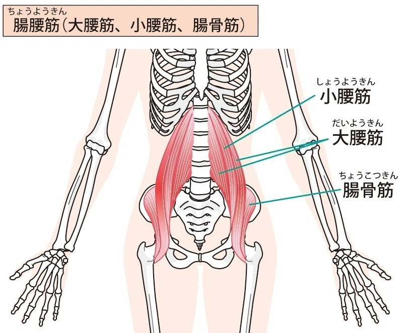腸腰筋の教科書 ～解剖・機能・トレーニング方法つめこみました～｜Y.K