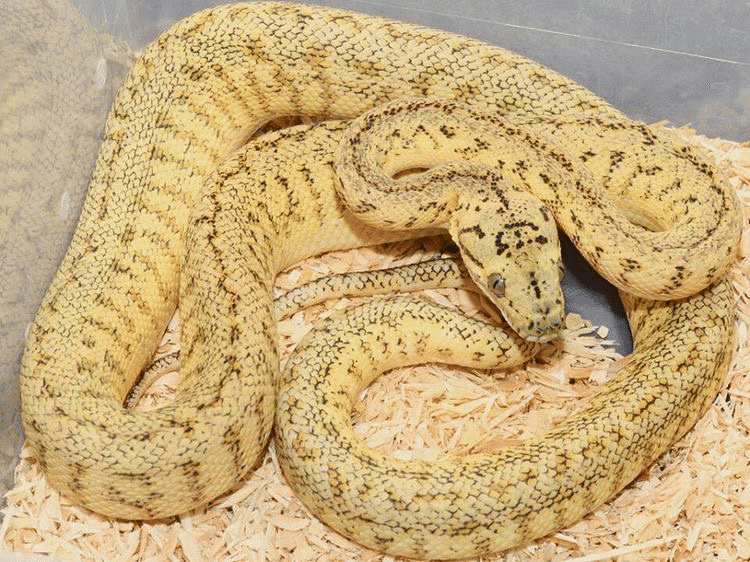 カーペットパイソン紹介、亜種とモルフについて｜コバトロ