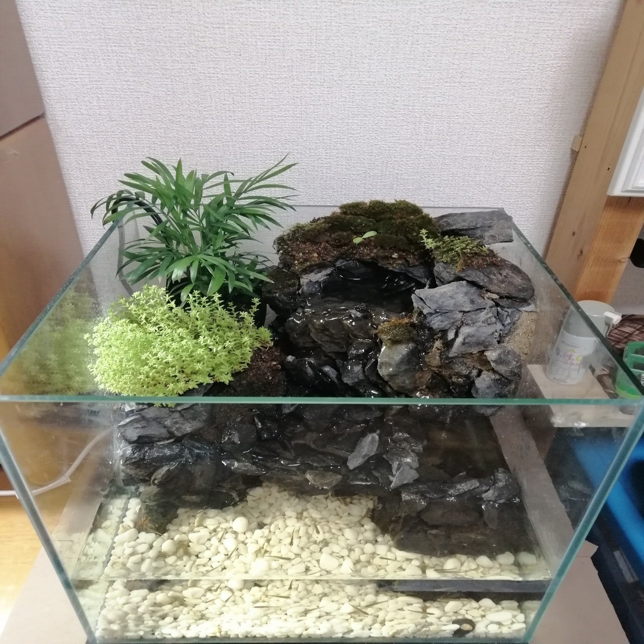 アクアテラリウム 家の中に自然を作りたい Kotatsus Note