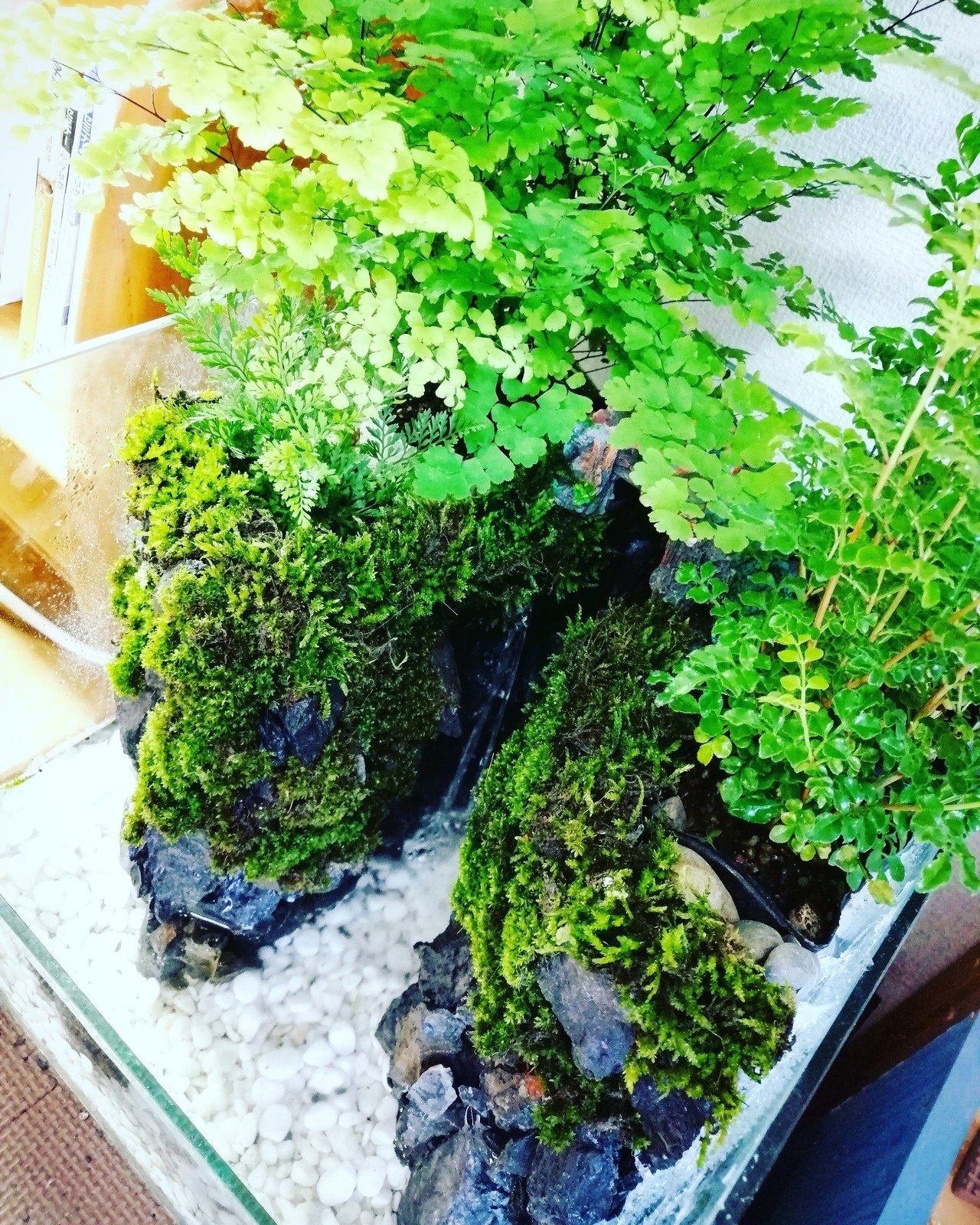 アクアテラリウム】家の中に自然を作りたい｜kotatsus