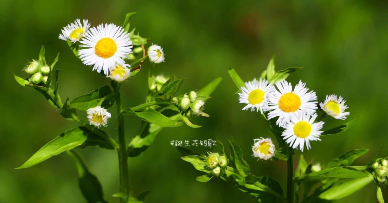 11月18日 誕生花は姫女菀 誕生花短歌 御子柴 流歌 Note