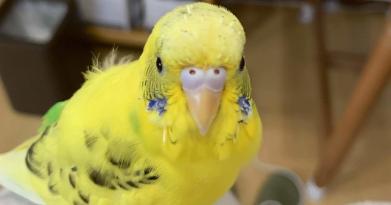 インコってただただ可愛い それだけ インコまるけ Note