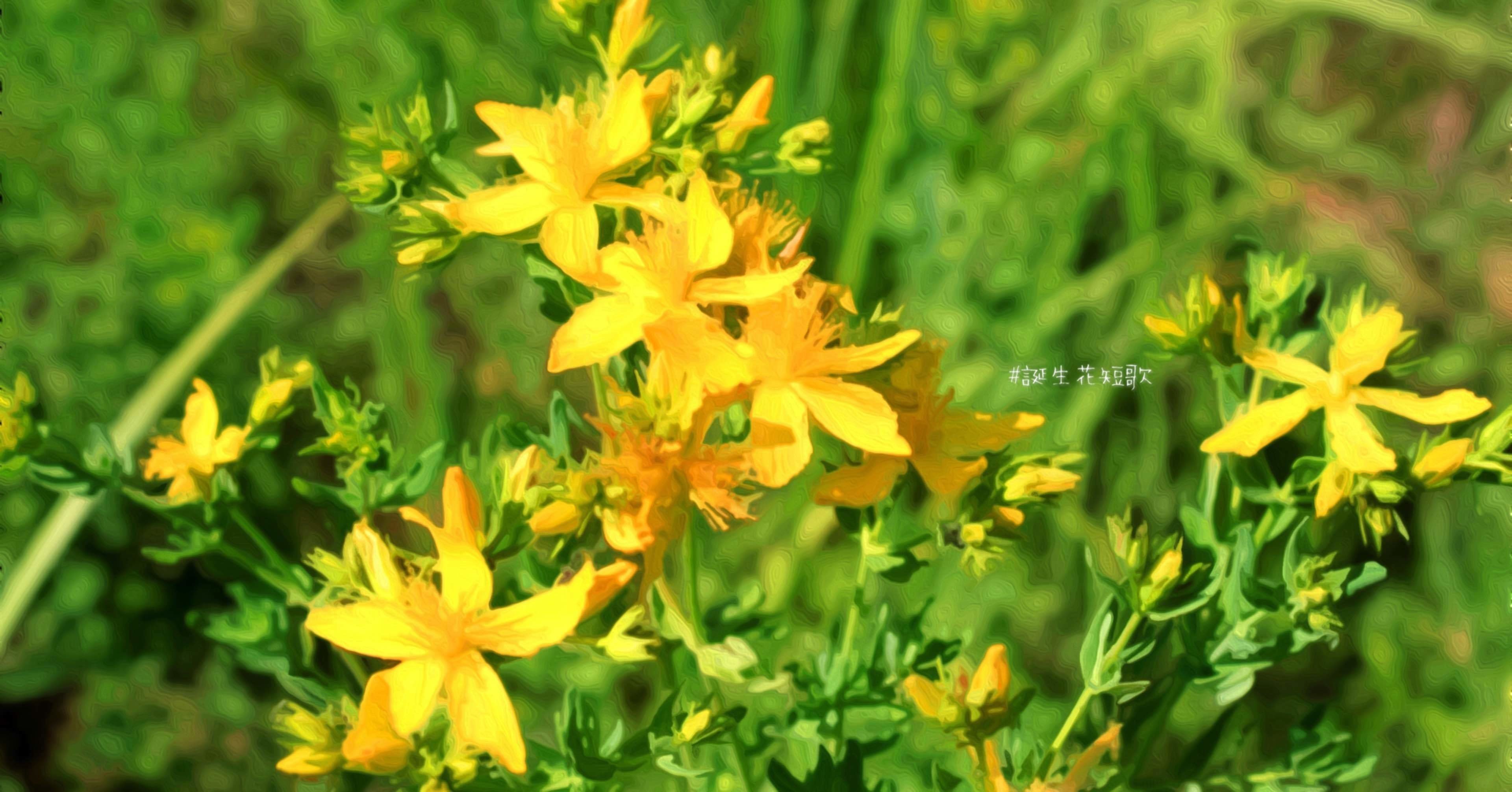 11月19日 誕生花は弟切草 誕生花短歌 御子柴 流歌 Note