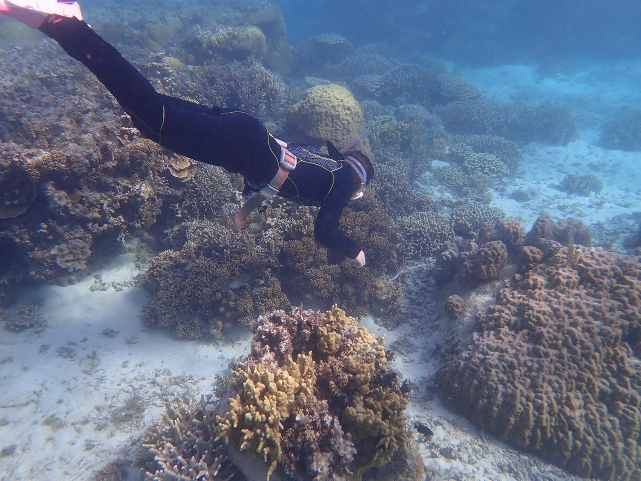 とうとう石垣島の海も寒くなってきました ウェットスーツが必要です ちょっと寒いけど 珊瑚にとってはよい気温っぽい 珊瑚が綺麗でニモ祭りでした Photo By Blue Cora なおさんの島暮らしは美しい 海きのこ Note