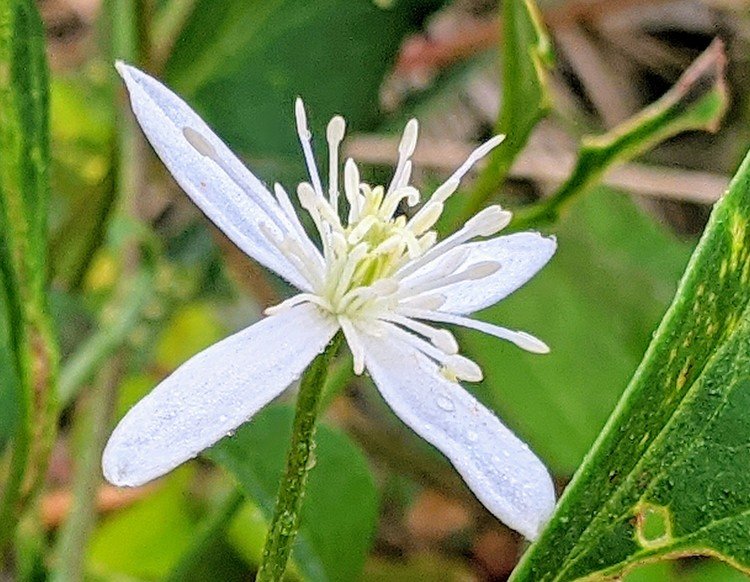 毒草 の新着タグ記事一覧 Note つくる つながる とどける