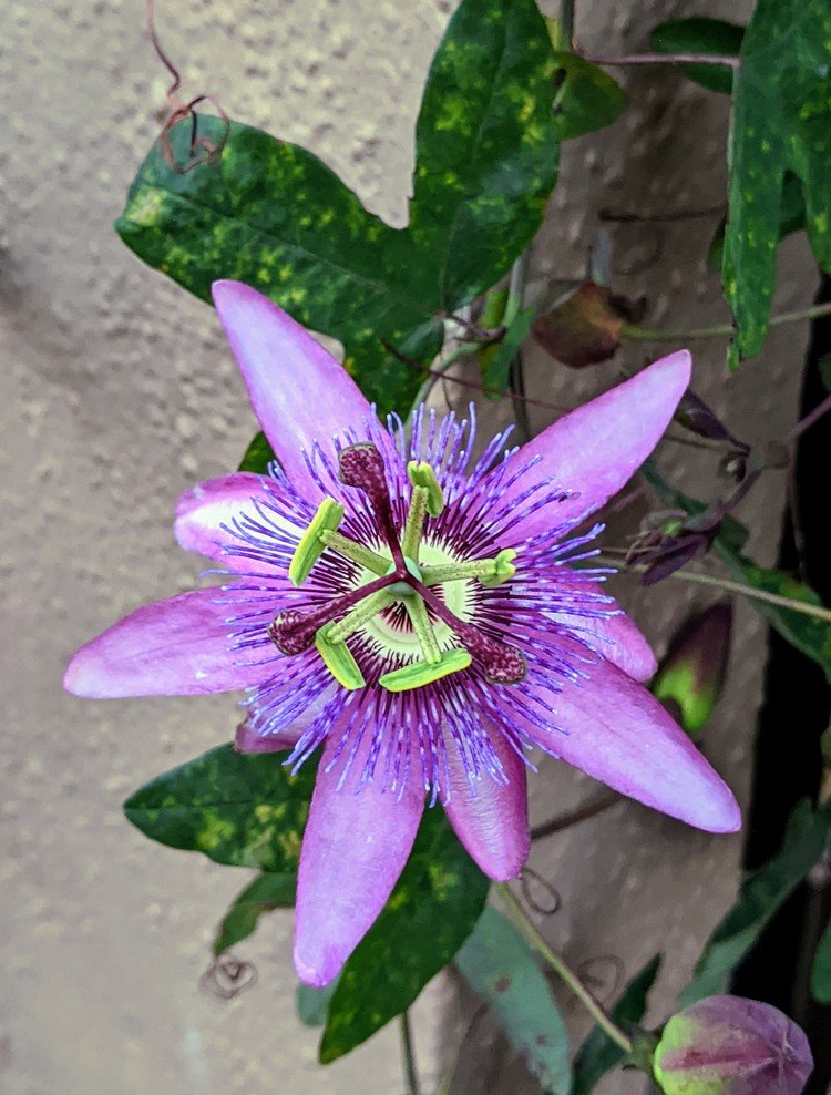 トケイソウ の新着タグ記事一覧 Note つくる つながる とどける