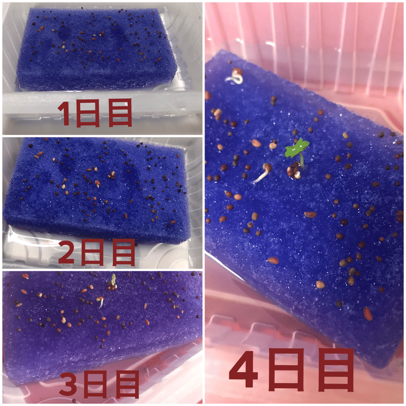 スプラウト栽培日記 マトラッセ Note スプラウト栽培日記 マトラッセ Note