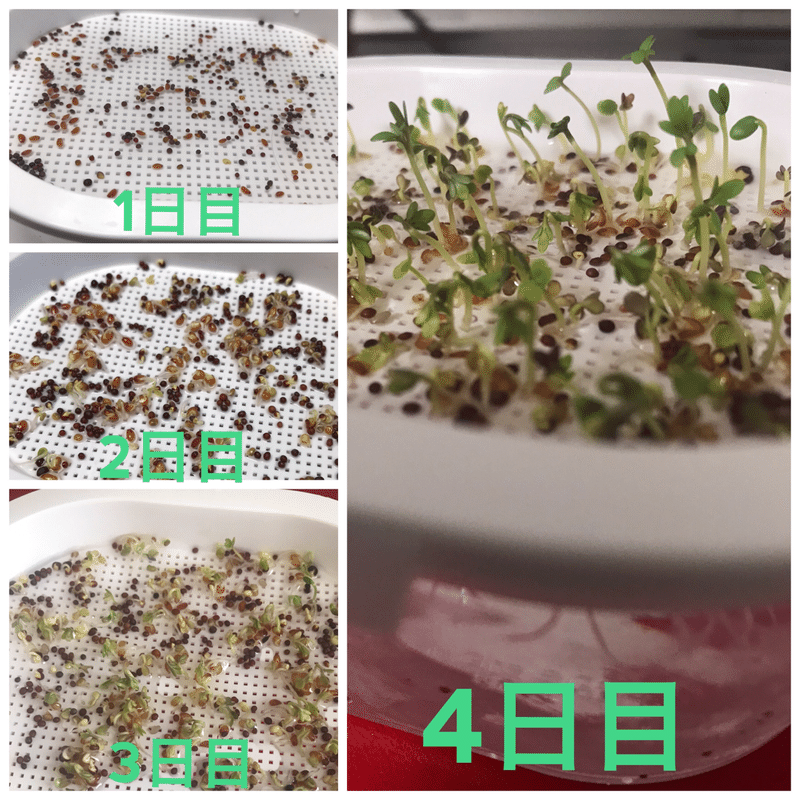 スプラウト栽培日記 マトラッセ Note