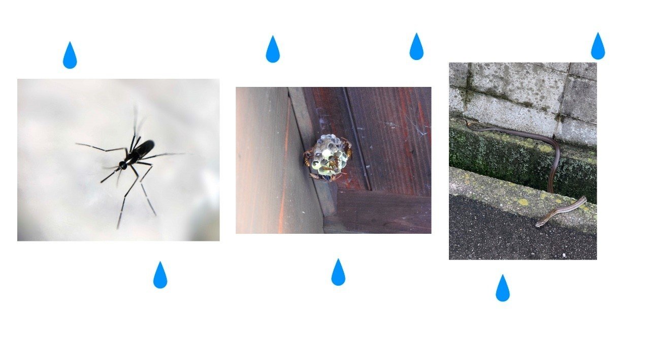 もしもの時の便利グッズ ポイズンリムーバー ゆみなか 効率化オタク主婦 Note