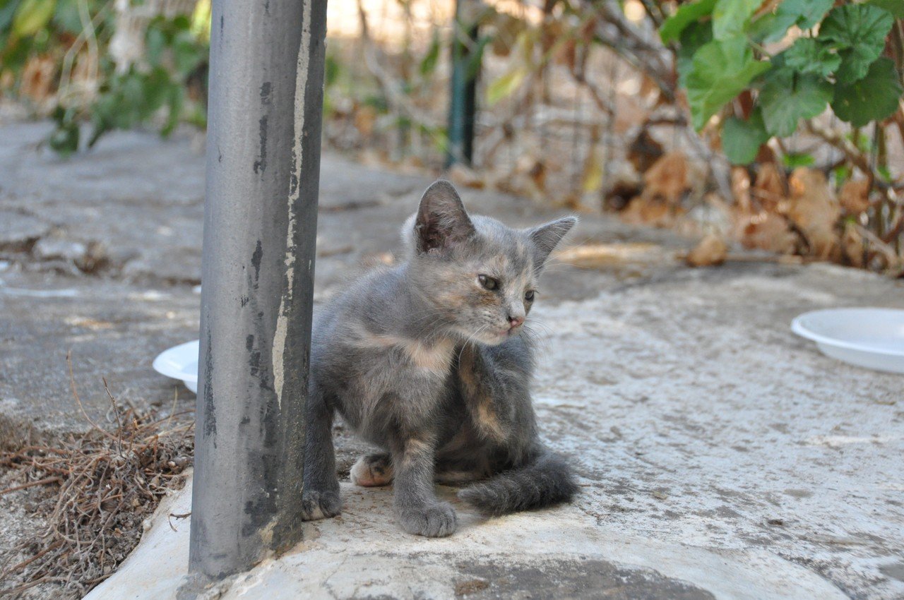 写真の整理をしていたら 外猫の小さい時の可愛いのが出てきました この時まだ生まれて数ヶ月 夏で5歳になりました Kaorina091 Note