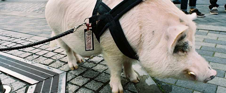 坊主憎けりゃ袈裟まで憎い と感情の蓋 大熊信 Note 坊主憎けりゃ袈裟まで憎い と感情の蓋 大熊信 Note