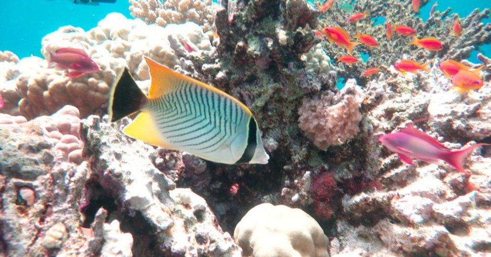 サンゴ礁のサンゴと、宝石のサンゴ｜シーフォース株式会社