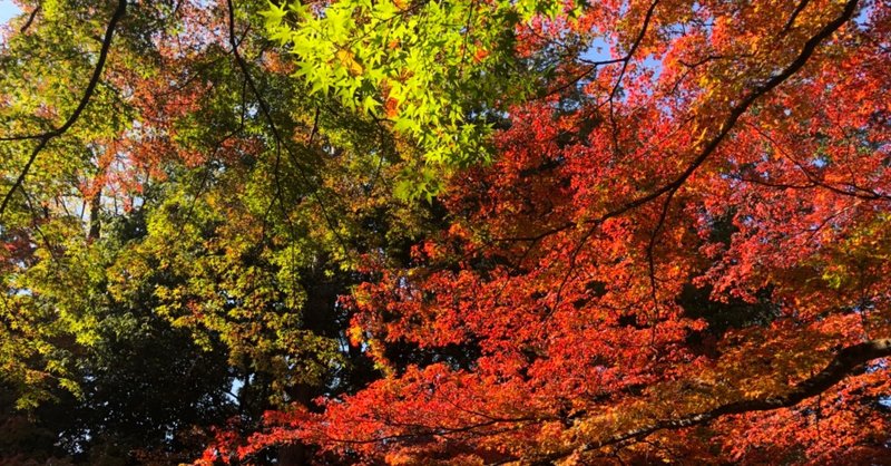 おねだり京都 北野天満宮もみじ苑 ゆえ ゼロからブログ作成中 Note