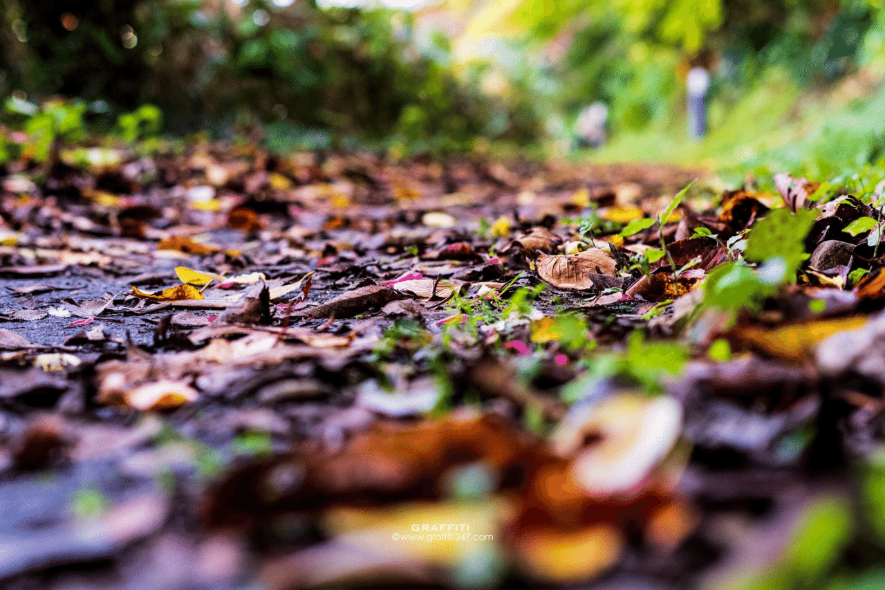 高岡古城公園の紅葉 Atsu Note 高岡古城公園の紅葉 Atsu Note