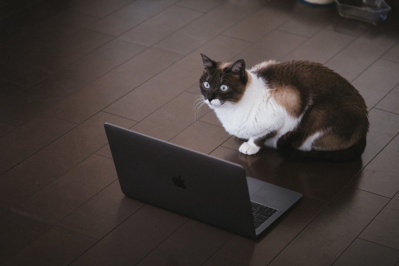 ノートパソコンを見る猫