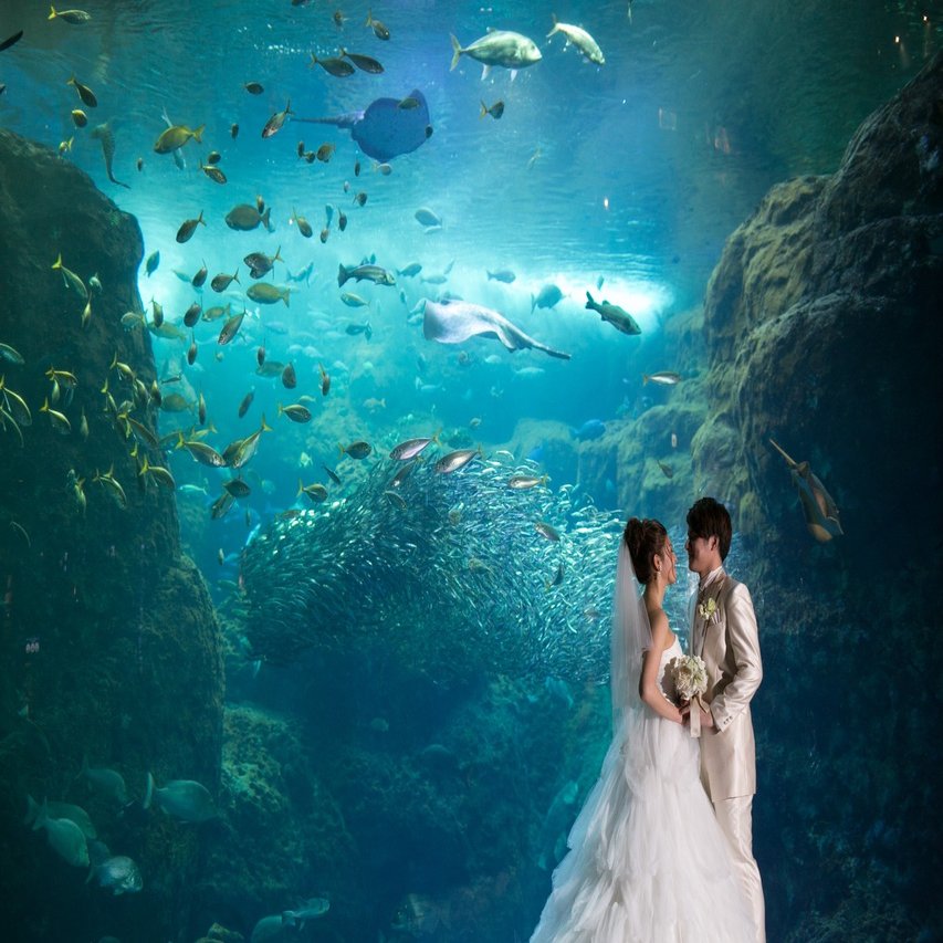 新江ノ島水族館を丸ごと貸切 神秘的な海の世界で記憶に残るウェディング A T Wedding Note