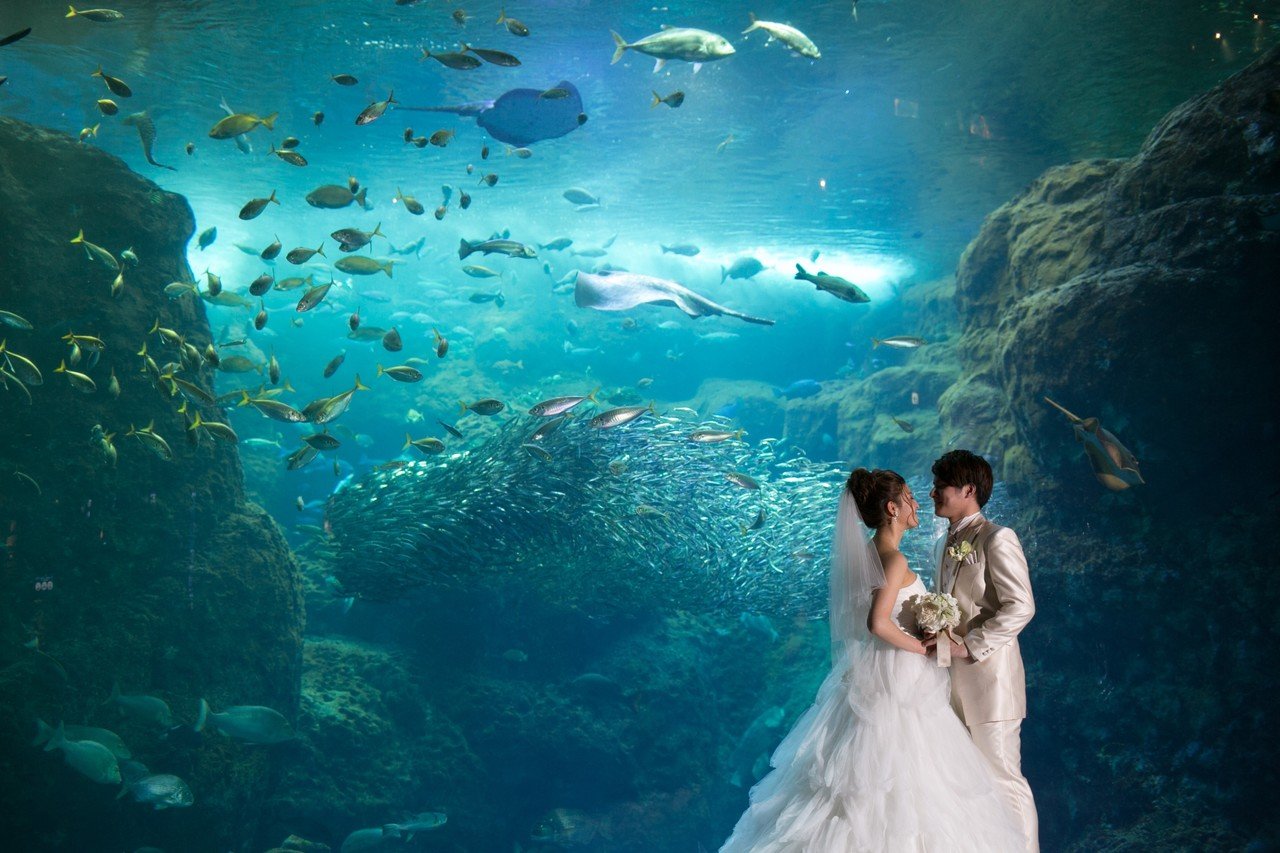 新江ノ島水族館を丸ごと貸切 神秘的な海の世界で記憶に残るウェディング A T Wedding Note 新江ノ島水族館を丸ごと貸切 神秘的な海の世界で記憶に残るウェディング A T Wedding Note