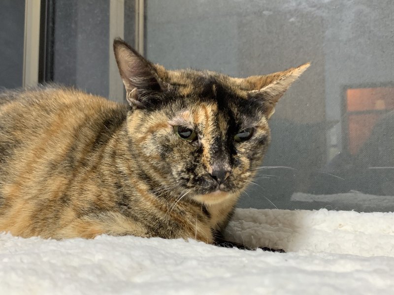 少しずつの家庭内野良猫たち 中村 Note 少しずつの家庭内野良猫たち 中村 Note
