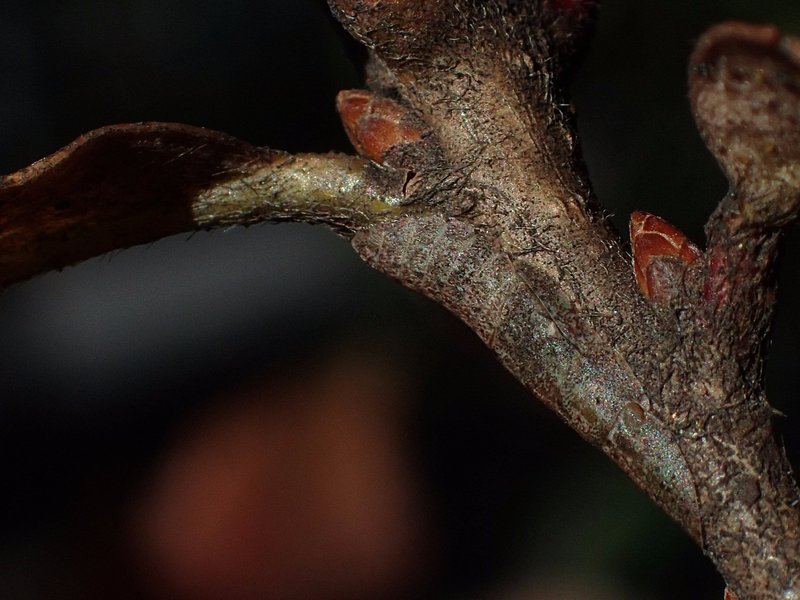冬が旬 擬態昆虫を探してみよう 浜松科学館 みらいーら