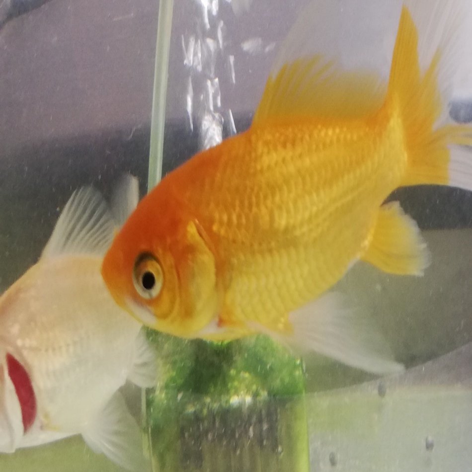 金魚の水槽で水素水は使えるの 古今玉碧 こけだま あお Note