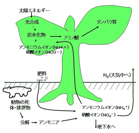 虫食いのある野菜は良い野菜 紗織 育児 自然栽培 Note 虫食いのある野菜は良い野菜 紗織 育児 自然栽培 Note