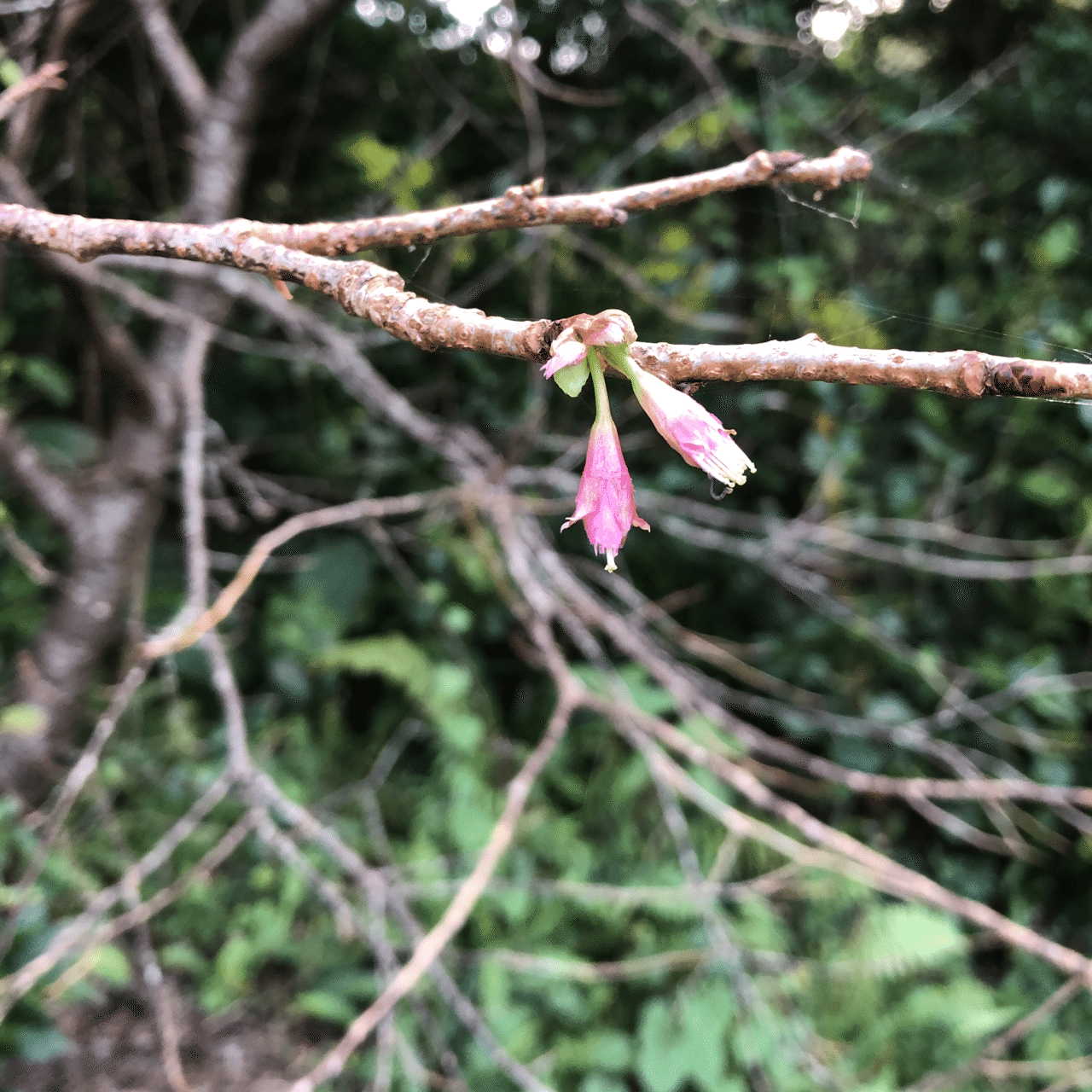 暖かい日が続いています 緋寒桜の蕾が揺れてた もう春 奄美の木の実屋 成実 Note 暖かい日が続いています 緋寒桜の蕾が揺れてた もう春 奄美の木の実屋 成実 Note