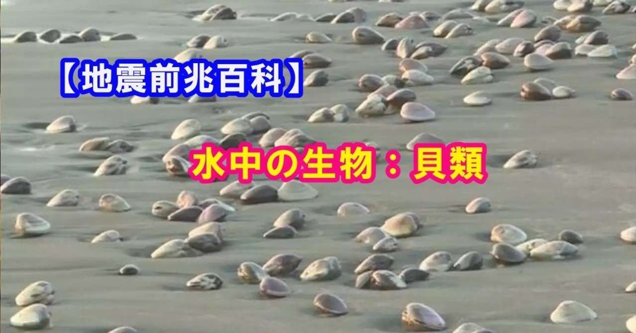 【地震前兆百科】水中の生物：貝類（ハマグリ、アワビ等 ...