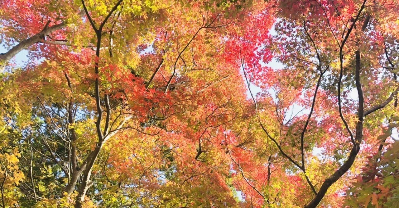庭木の考え方 樹木は大きく分けて2種類ある 四季創庭苑 日本一 人を大切にする植木屋 Note 庭木の考え方 樹木は大きく分けて2種類ある 四季創庭苑 日本一 人を大切にする植木屋 Note