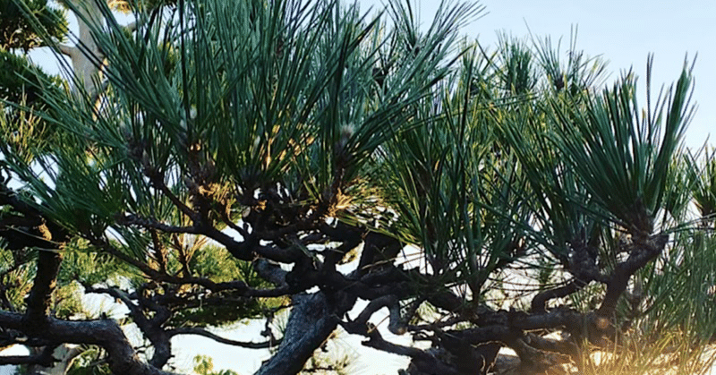 樹木が病気にかかったらどうしたら良いの 対処法は大きく分けて2種類ある 四季創庭苑 日本一 人を大切にする植木屋 Note