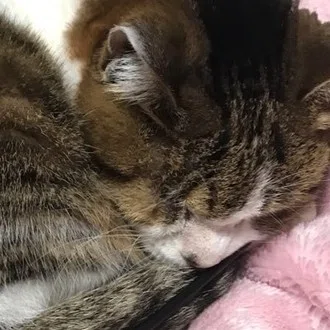 ねこ