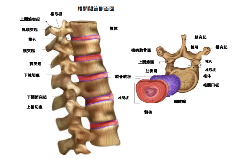 椎骨側面図