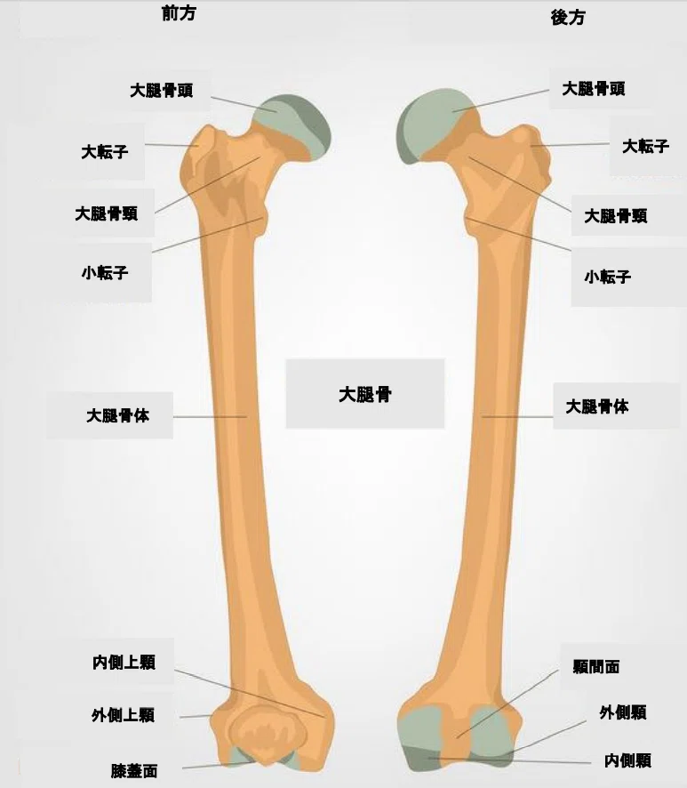 大腿骨頂部 _ 大腿骨 名称 図 , 特発性大腿骨頭壊死症（指定難病71） – LFLZMR