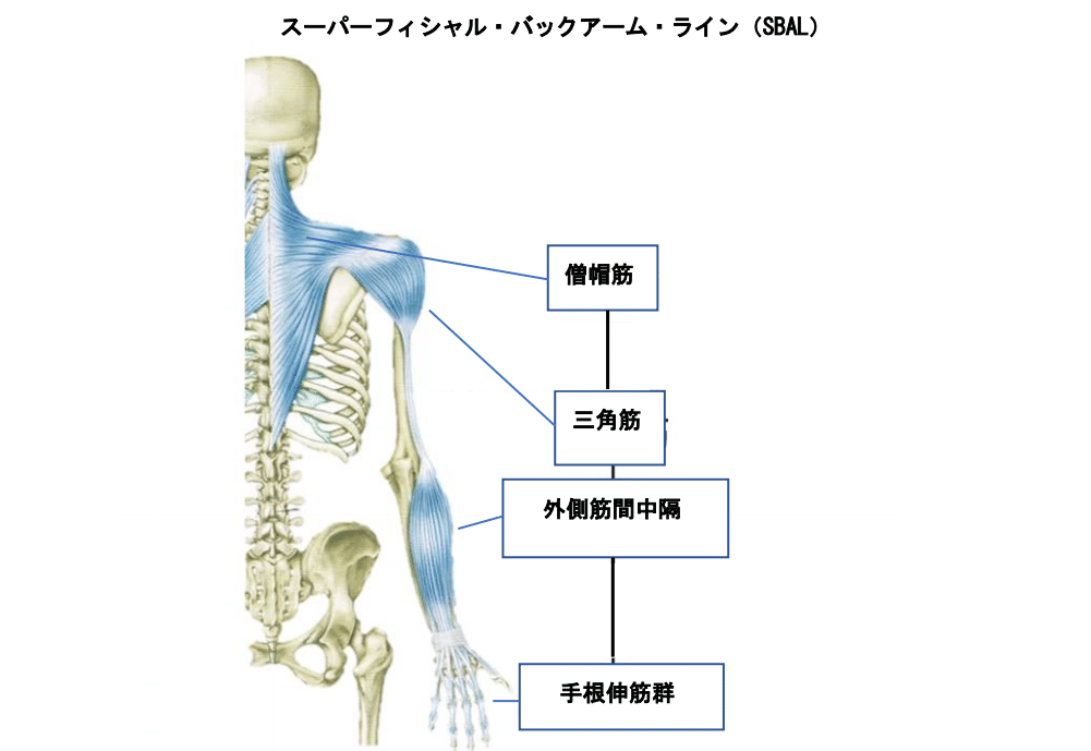 バックアームライン