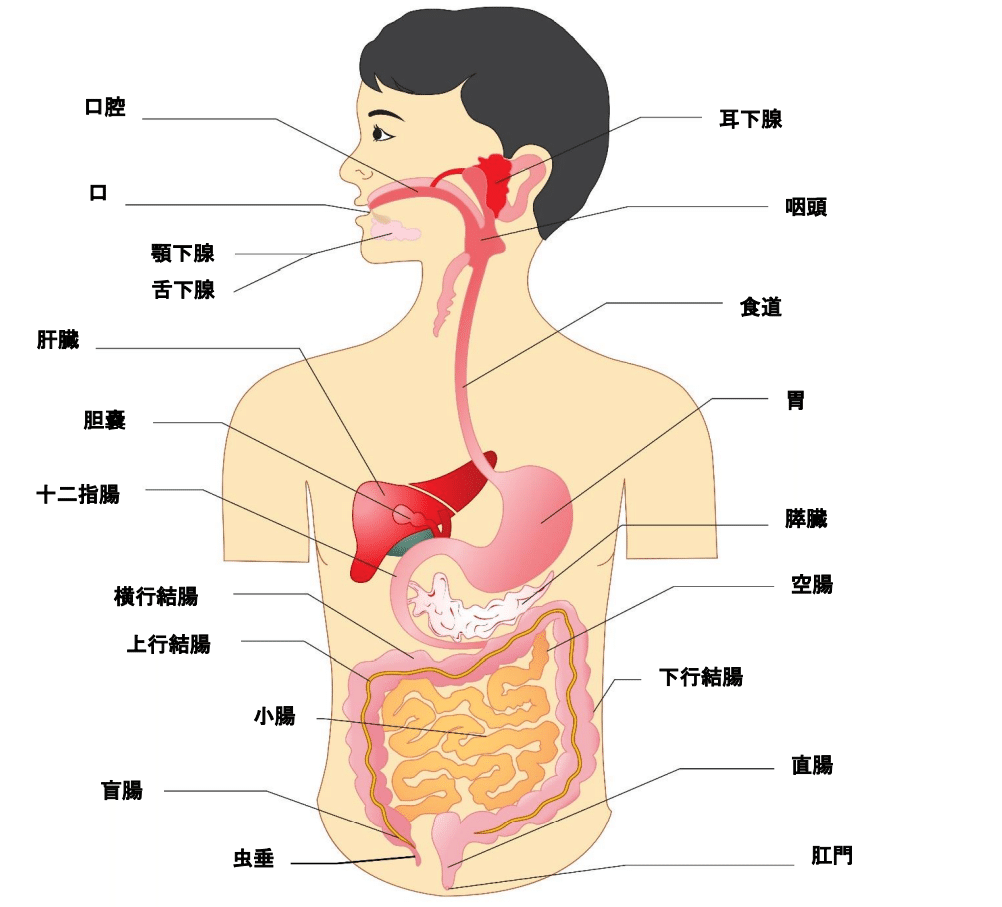 消化器官