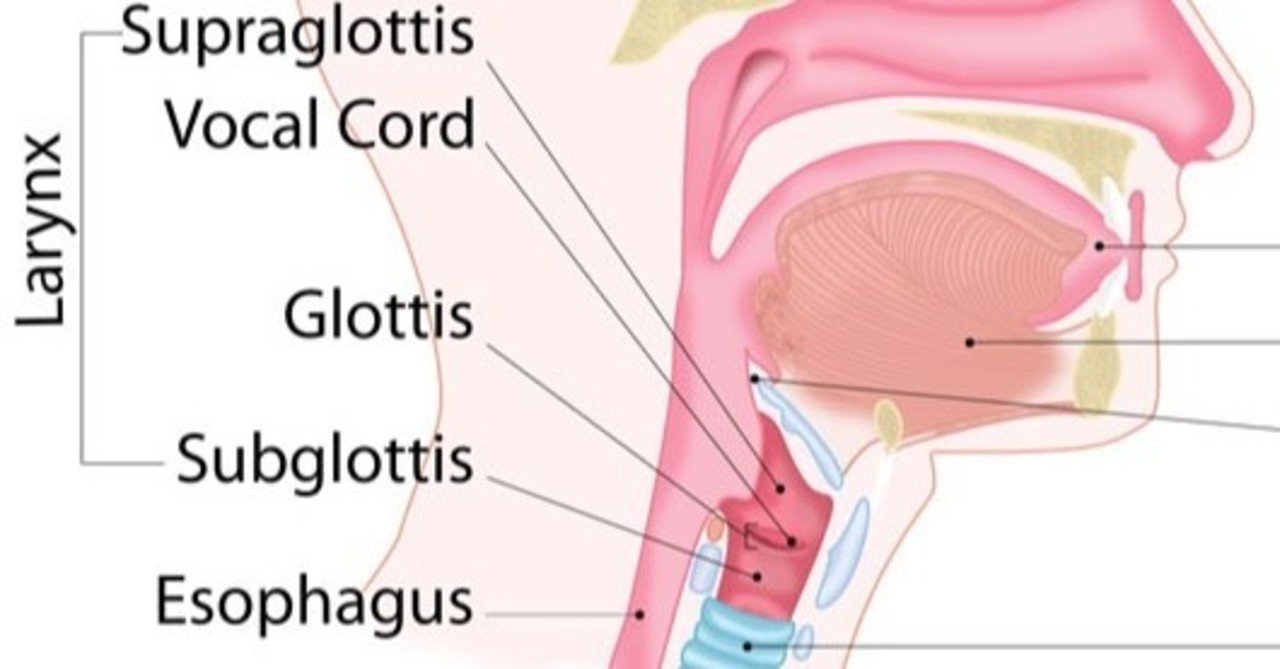 英語喉50のメソッド驚きの事実 えっ のどだったの を読んだら目からウロコで英語発音コーチしてます 英語発音アクセントコーチひろみ Note 英語喉50のメソッド驚きの事実 えっ のどだったの を読んだら目からウロコで英語発音コーチしてます 英語発音アクセントコーチひろみ Note