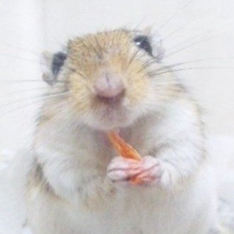 胡桃最中（くるみもなか）