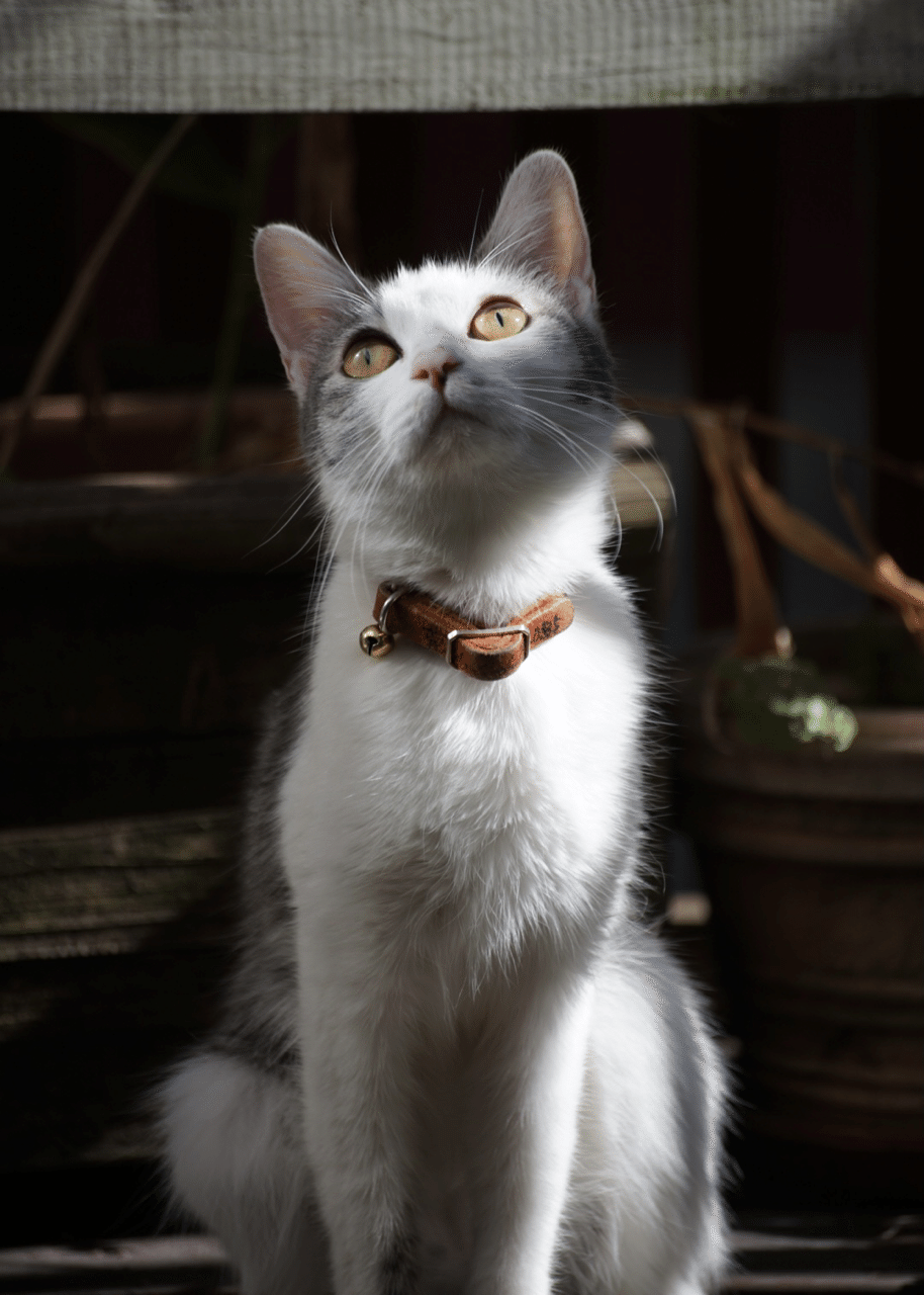 彼女の時間 カステラデザイン Note